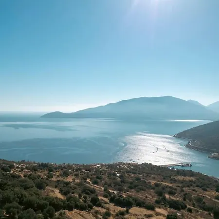 Olive Grove *